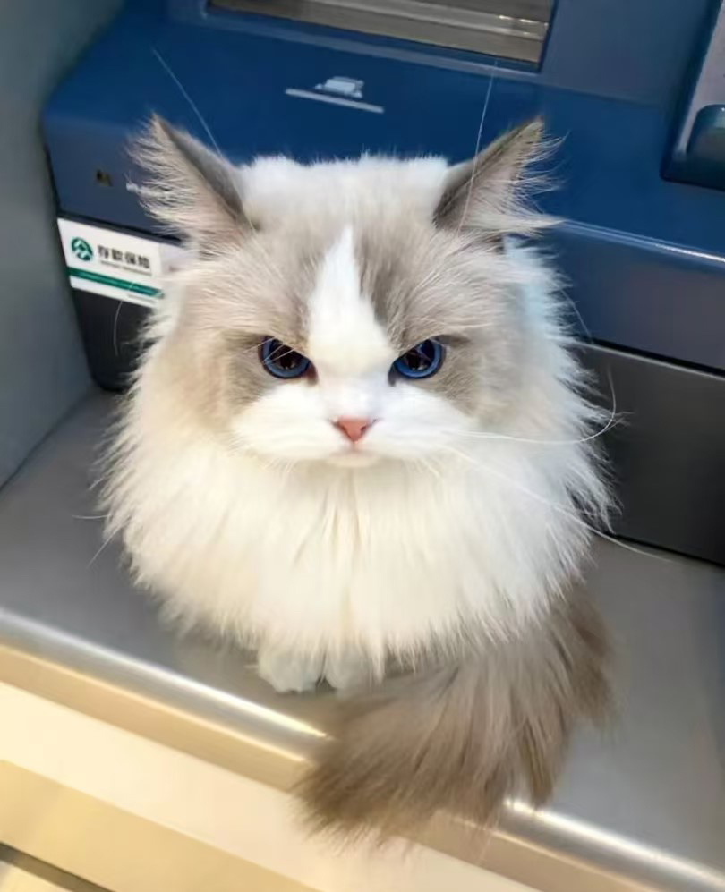 なぜ猫は高い場所を好むのですか？