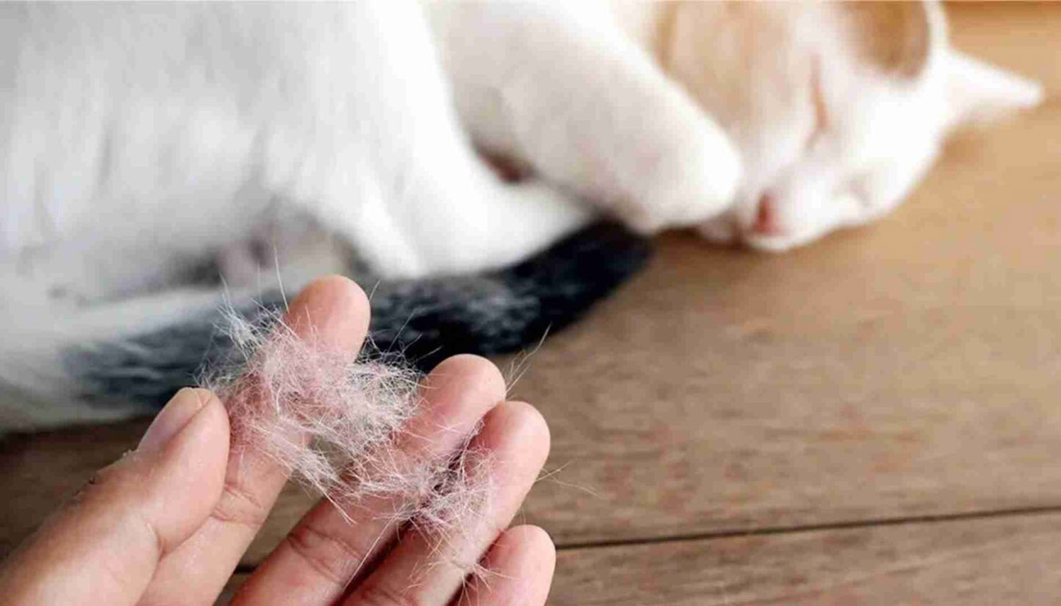 なぜ私の猫はそんなに脱落しているのですか？
