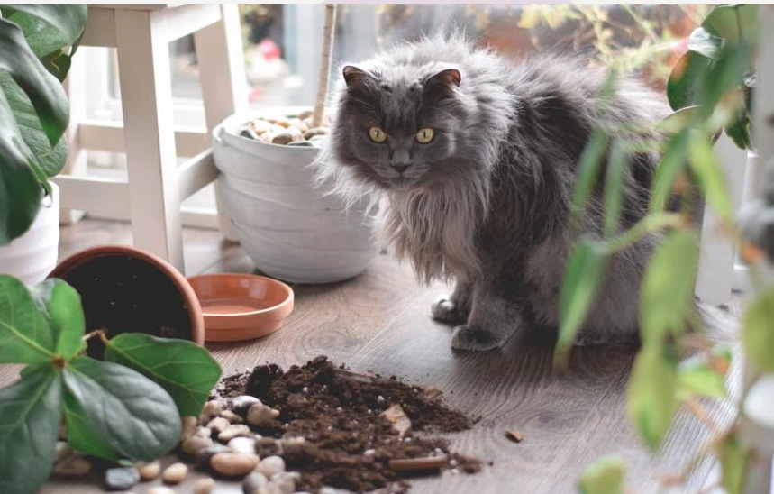 猫がテーブルから物事をノックアウトする理由（そして彼らが本当に考えていること）