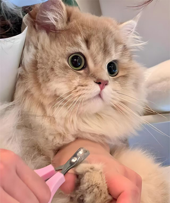 猫のグルーミング製品：子猫を清潔で快適に保つ