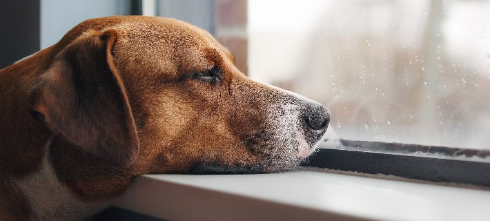 私のペットは孤独ですか？サインとあなたができること