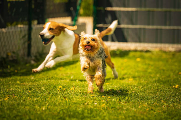 成功する犬の散歩のためのスマートなヒント：あなたの子犬をプロのように訓練する