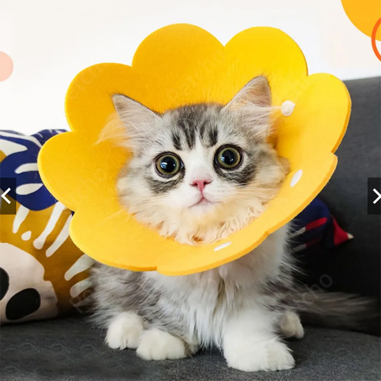 ペットコーンエリザベスは、保護回復犬の猫の襟を感じました